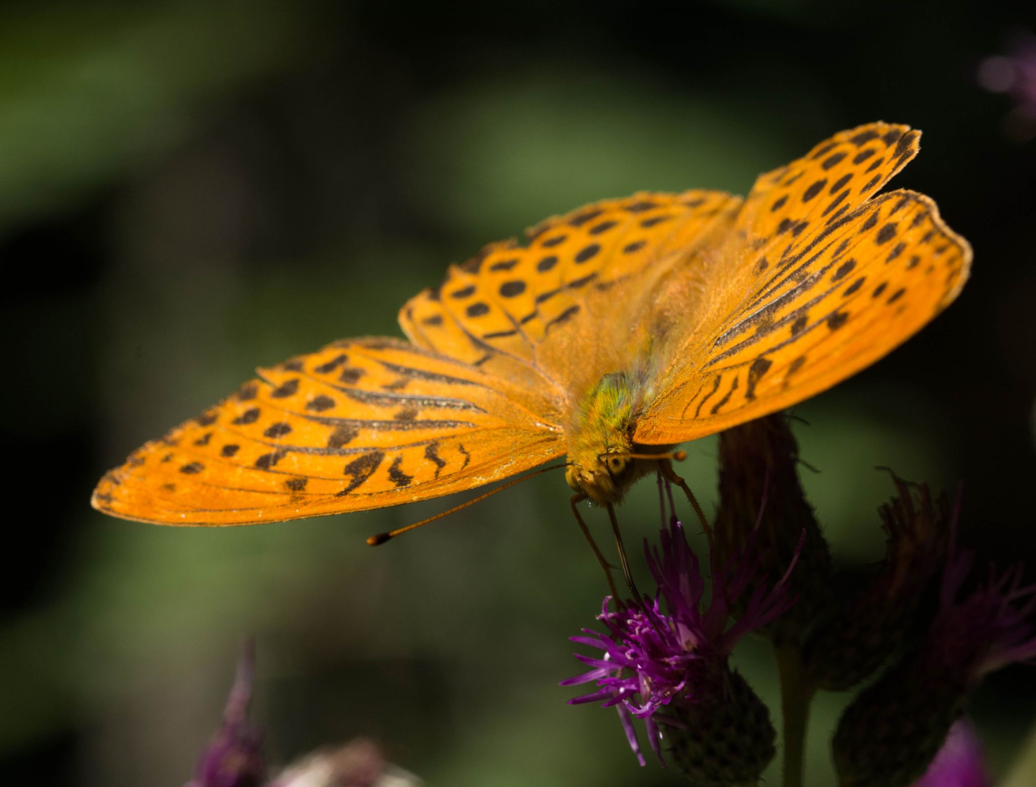 Kaisermantel (Argynnis paphia)